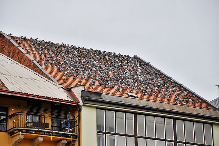 A2B Pest Control are able to install spikes to deter birds from roofs in Brentford. 
