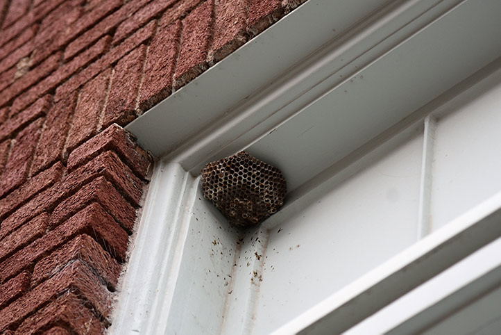 We provide a wasp nest removal service for domestic and commercial properties in Brentford.